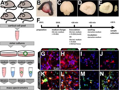 The Proteome and Secretome of Cortical Brain Cells Infected With Herpes Simplex Virus